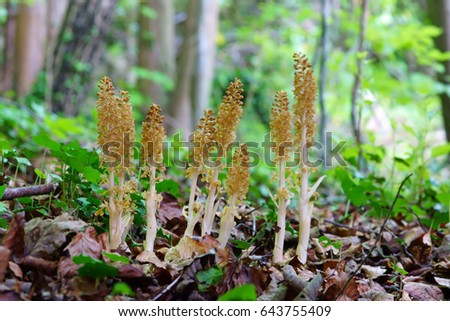 A group of Bird's Nest orchids, Neottia nidus-avis, selective focus, flowering in spring in a typical environment in a Beech Wood, The Plantation, Painswick,The Cotswolds, Gloucestershire, England, UK Royalty-Free Stock Photo #643755409