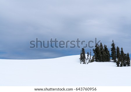 Snowshoe At Mt. Rainier National Park, Washington State, USA