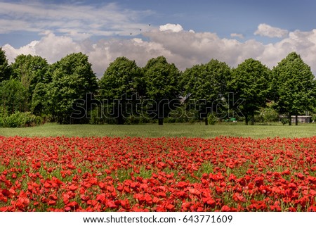 field of poppies in Italy