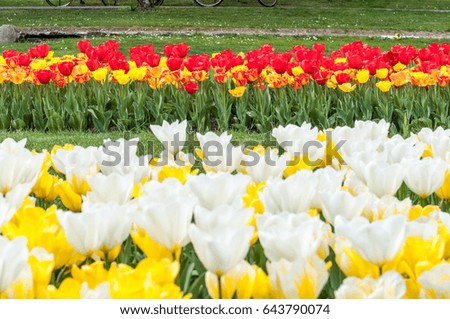 Italy Sigurta's park - Field of colorful tulips
