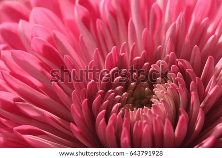 Close Up of Pink Flower - Macro photograph of the center of a pink flower.  Selective focus on the center of the flower.  