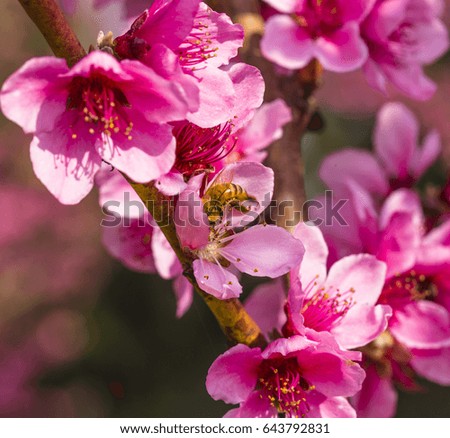 macro photo of pink beautiful peach blossoms