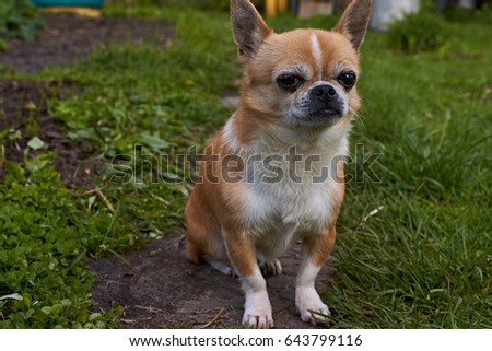 Portrait of the dog on a blurred background. A dog of the Chihuahua breed. Smooth-haired, red. He looks to the left. You can see the head, ears, eyes, mustaches. The mouth is closed./Portrait of a dog