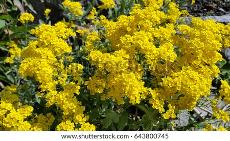 Beautiful yellow flowers close up