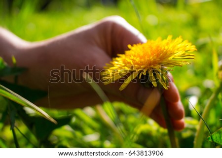 The hand is tearing away the dandelion