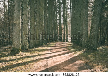 gravel road with valley of old big trees against blue sky and beautiful shadows - vintage green look