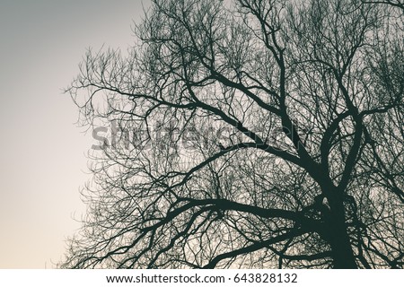 old large tree against blue sky with branches wide spread - vintage film effect