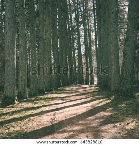 gravel road with valley of old big trees against blue sky and beautiful shadows - vintage green look