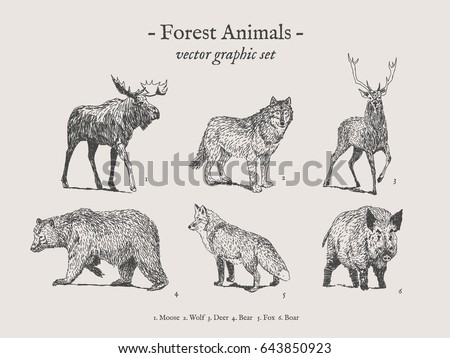 Forest animals drawings set on grey background with moose, wolf, deer, bear, fox, boar
