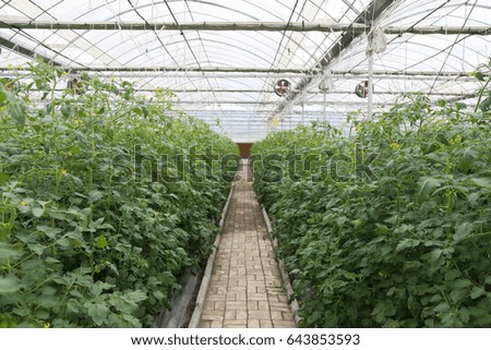 Greenhouse Agriculture