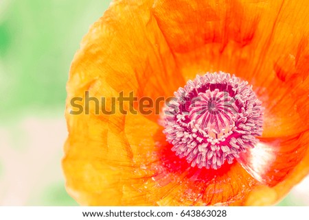 Close up of an abstract looking poppy.
