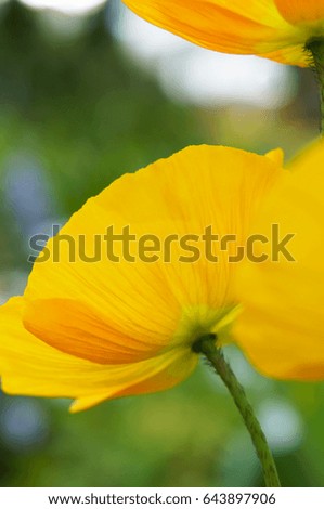 Yellow poppy or papaver flower close up soft focus