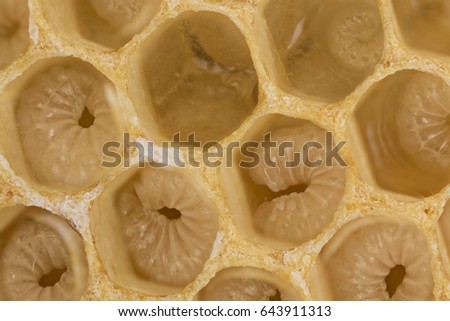 bee combs with bee eggs and young bees - drones - microscopic picture