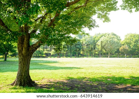 trees of parks on sunny days