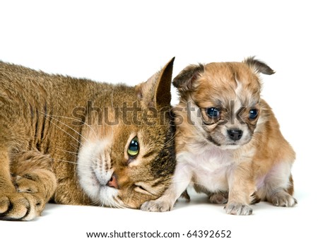 Cat and puppy of the chihuahua in studio