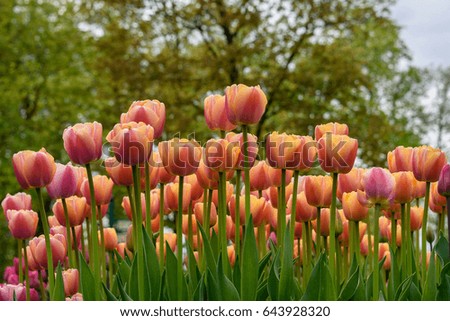 Beautiful tulips in Park