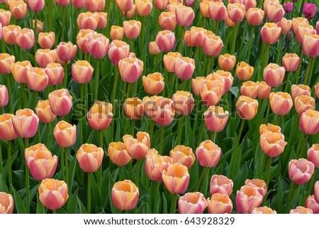 Carpet of beautiful coral tulips