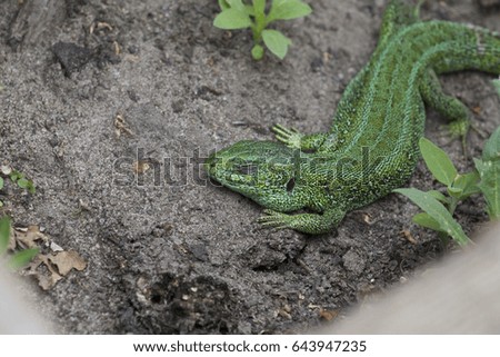 Little green lizard, green lizard