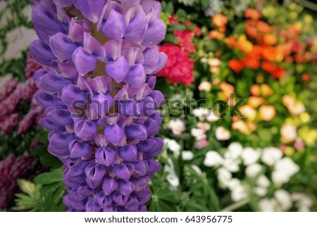 Lupine violet flowers in garden, selective focus for background.