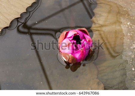 Macro flower picture of beautiful pink lotus on the pond or close up colorful water lily with scientist named Nymphaeaceae (hybrid) isolated on blur water background with brown lotus leaf
