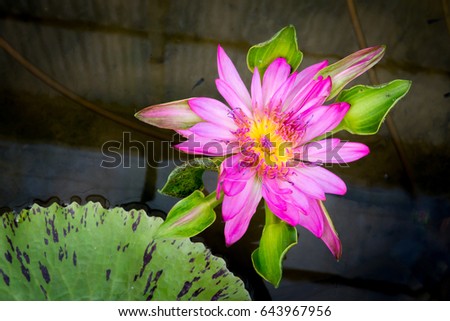 Macro flower picture of beautiful pink lotus on the pond with yellow pollen or close up colorful water lily with scientist named Nymphaeaceae (hybrid) isolated on blur water background with lotus leaf