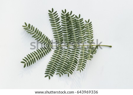 Leucaena leucocephala leaf isolated on white background. Royalty-Free Stock Photo #643969336