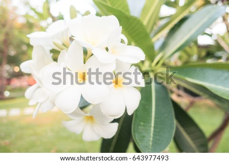 Beautiful white plumeria flower - Soft focus point and Vintage light Filter