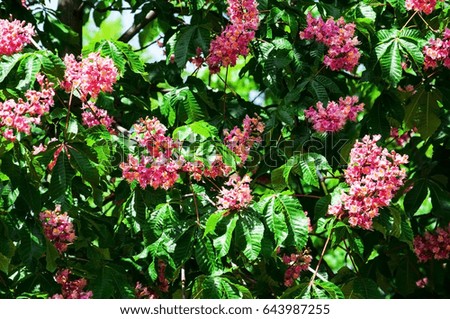 Red horse-chestnut tree with flowers