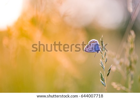 Relaxing nature meadow with sun rays and beautiful butterfly