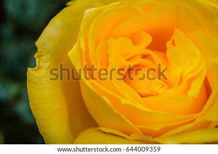 yellow rose with detail on the petal 