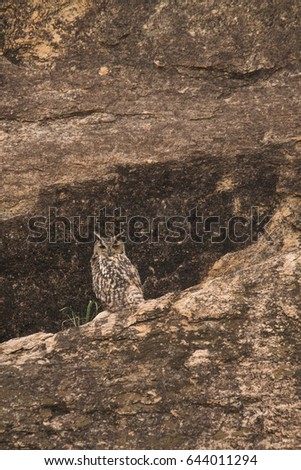 Indian Eagle Owl