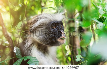 funny little african monkey eating green plant on a tree