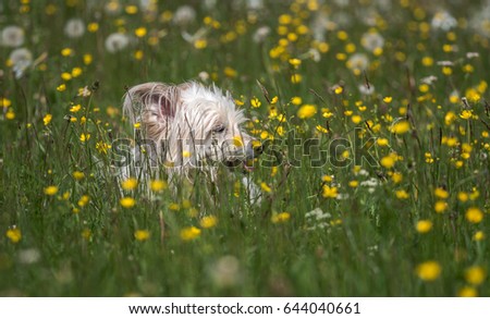 White dog on the meadow in spring