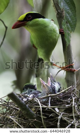 Beautiful adult Common green magpie, low angle view, front shot, perching on the branch over the bird's nest after feeding young birds in tropical forest, national park in the jungle of Thailand.