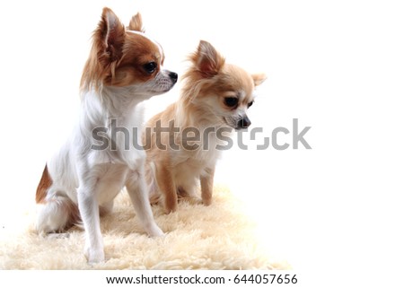 two chihuahua is resting on the white background