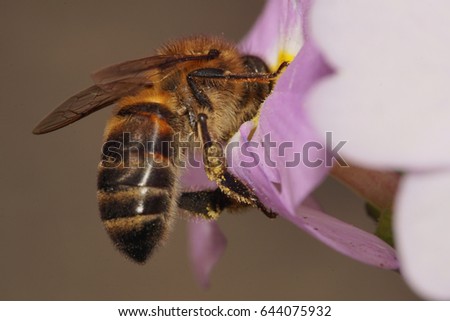 Close-up side view of a brown, fluffy and striped Caucasian bee collecting honey early in spring on an evening primrose flower                               
