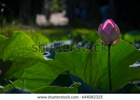 water lilly
