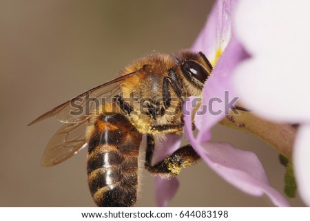 A close-up of a brown, fluffy Caucasian bee collecting honey in spring on a white-purple primrose flower                               