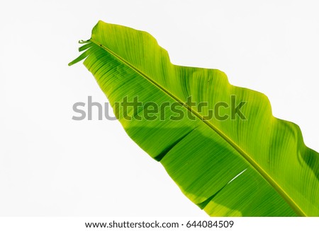Leaves Green leaf pattern 