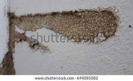 Termite nests on wall Royalty-Free Stock Photo #644085082