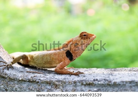 Close - up Oriental garden or Eastern garden or Changeable lizard on wall with natural green background, Reptile in Thailand