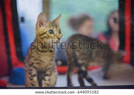 Pedigree kitten of breed Toyger. The cat is behind the net.