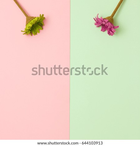 Flowers flat lay on pastel background with copy space. Soft effect filter. Minimal concept.