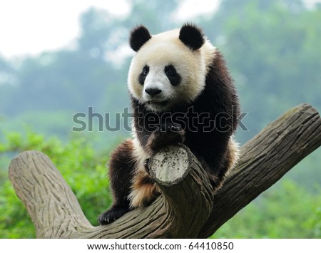 Giant panda bear in a tree Royalty-Free Stock Photo #64410850