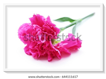 Beautiful pink flower in white vignette frame closeup on white background