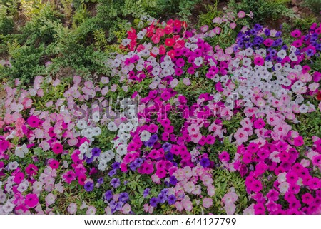 beautiful color flowers on summer fair-weather and grain picture