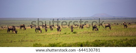 Wildebeest herd in savannah, Tanzania