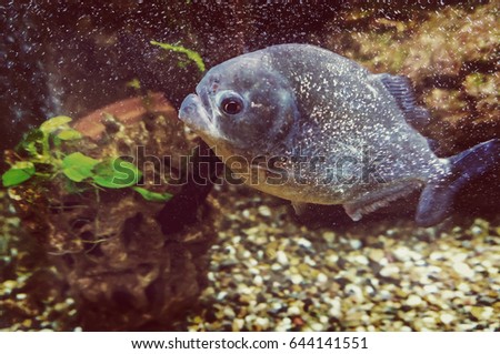 Piranha swims under water on a background of rocks and algae in the aquarium.