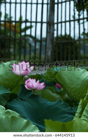 Lotus – Vietnam’s national flower