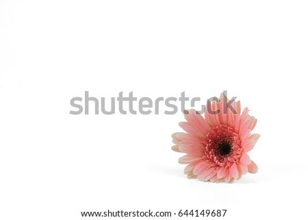 Pink Gebera flower isolated on white background with copy space